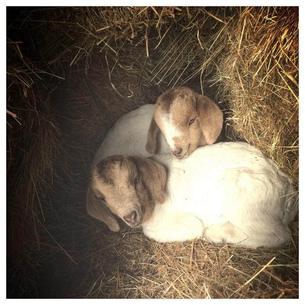 tomescottt's tweet photo. New friends http://t.co/a0pSPIXWZK
