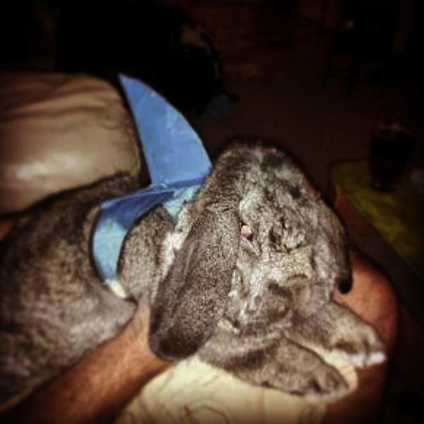 Fins up! Colossus bunny! #Sharkweek #colossus <a href="/Discovery/">Discovery</a>
