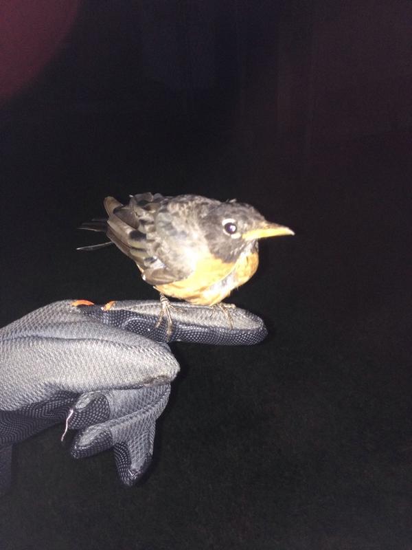 Struck the power lines, but we got you little man!