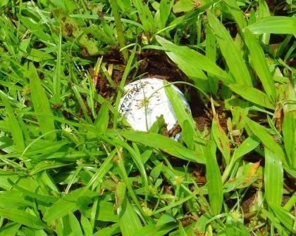 NBSDundee's tweet photo. McIlroy’s lie in rough after Phil ballerinas over it. http://t.co/c5TqkDskRd