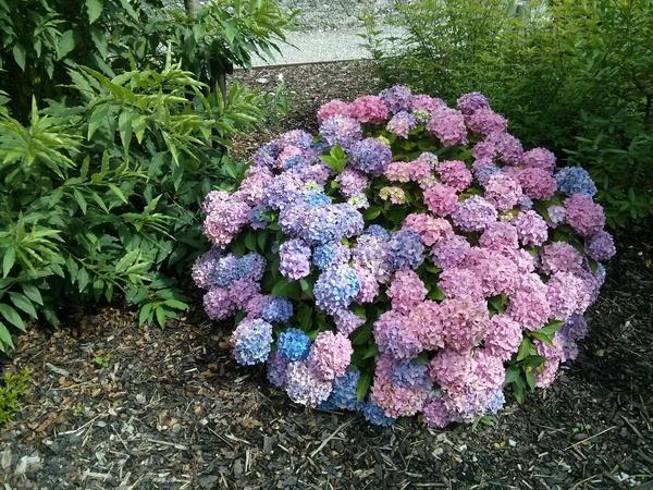 zikki's tweet photo. Just back from Cork. Blarney Castle is really beautiful, and so many hydrangeas in there! http://t.co/jBNjQqFfiT