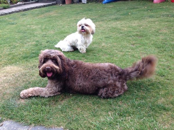 RubyCockapoo's tweet image. I had my hair cut..... Mum thinks I'm too fluffy!