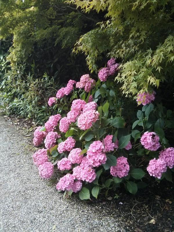 zikki's tweet photo. Just back from Cork. Blarney Castle is really beautiful, and so many hydrangeas in there! http://t.co/jBNjQqFfiT