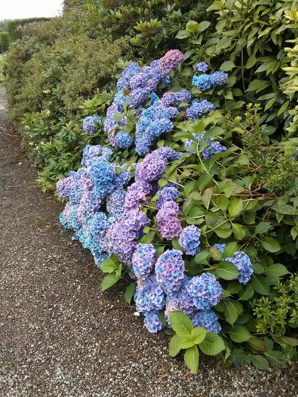 zikki's tweet photo. Just back from Cork. Blarney Castle is really beautiful, and so many hydrangeas in there! http://t.co/jBNjQqFfiT