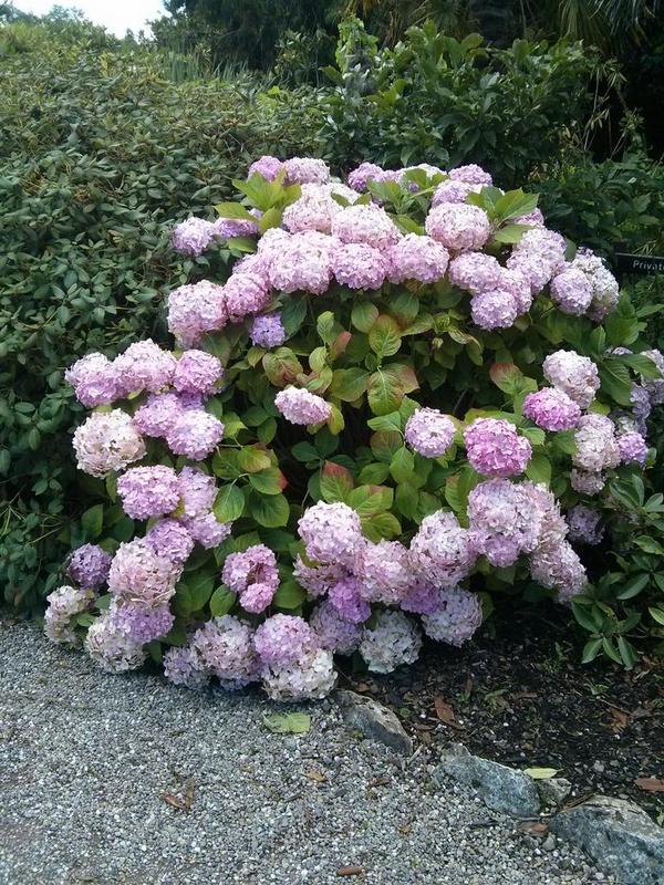 zikki's tweet photo. Just back from Cork. Blarney Castle is really beautiful, and so many hydrangeas in there! http://t.co/jBNjQqFfiT