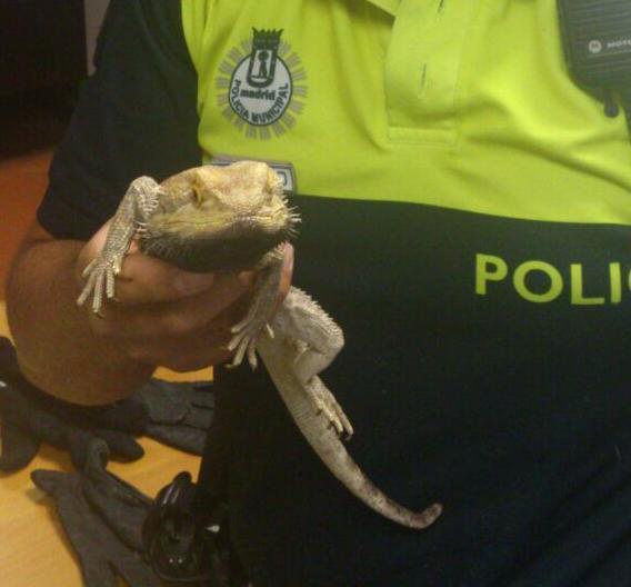 pavlomago's tweet photo. “@A3Noticias: Un dragón barbudo herido se pierde en las calles de Madrid http://t.co/fMXnMqFsza http://t.co/vyG9qA6cvG” @isabelgpereda