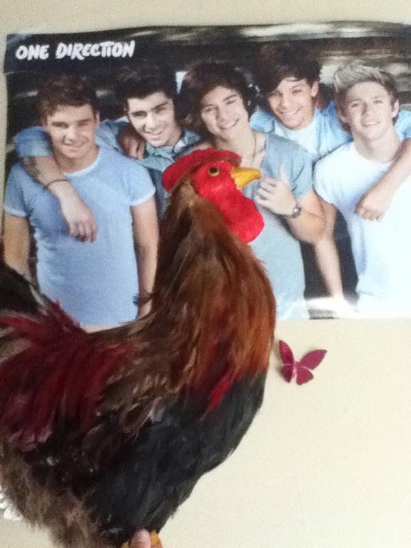 theroosterlarry's tweet photo. Oh em gee! I got a selfie with @onedirection #bestdayever #notaposter http://t.co/3LmjHEptMb