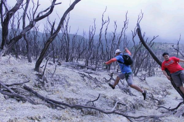 infopendaki's tweet photo. RT @OUT_3NK: Hutan mati papandayan #sherepict http://t.co/DTKbtphVJp