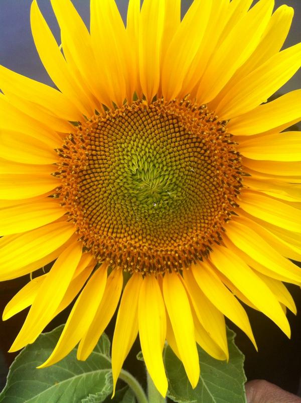 albantma's tweet photo. Feliz verano http://t.co/UTuhZsi7fQ