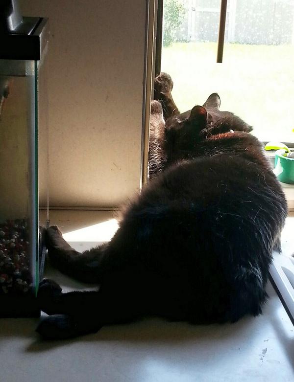 modriver88fan's tweet photo. Sunny Shadow #SundaySunbathing http://t.co/wjb4K2xPd5