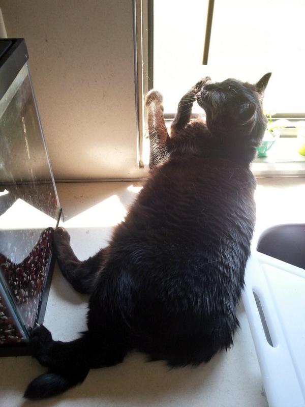 modriver88fan's tweet photo. Shadow enjoying #SundaySunbathing http://t.co/JrhaCLDLLP