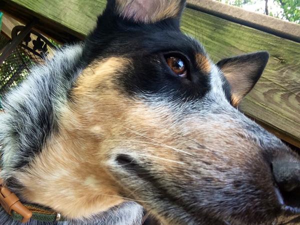 BJNemeth's tweet photo. @dianakcox Here's a @BriscoMutt sort-of-selfie out on our back porch. #SelfiesForDiana http://t.co/jLOIbT0B19