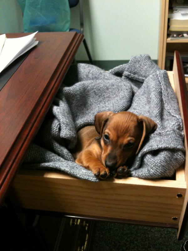 SofiaKphotos's tweet photo. Luke used to help me work at the office. He did more napping than helping. #deskbed #weinerdog http://t.co/p4QRDyLrO8
