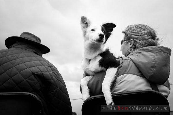 thedogsnapper's tweet photo. Steam &amp; Vintage Rally dog, Hay-on-Wye http://t.co/SjLucORKg3