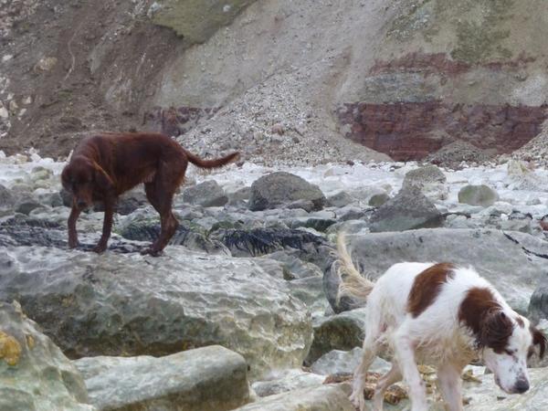 MillyRedsetter tweet picture