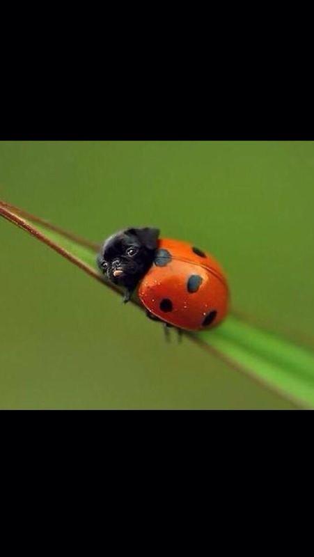 amyhuberman's tweet photo. Via @susanfbradley 
#ladypug http://t.co/NpoAYnregA