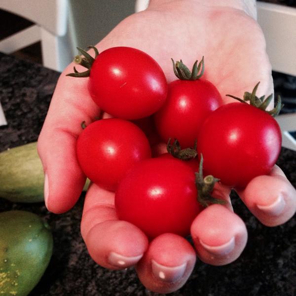 TheWiseOldDog's tweet photo. My wife, the #farmer! Come chat w/Team #thewiseolddog about garden-fresh cocktails @TheWiseOldDog http://t.co/QsEPfTHrq3