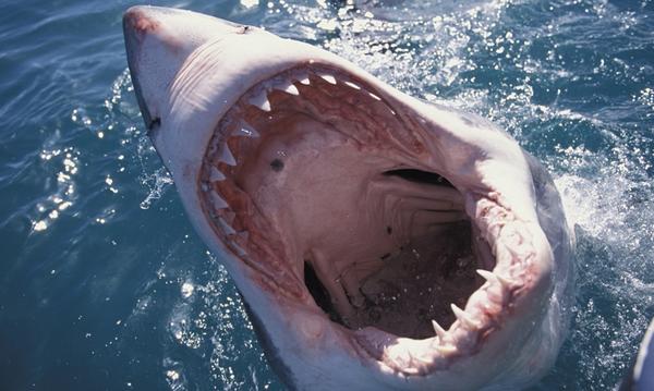 ghettobird_'s tweet photo. happy shark week 😄 http://t.co/7uEsc2XqSk