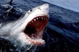 VapeUncle's tweet image. The mighty great white shark! #SharkWeek