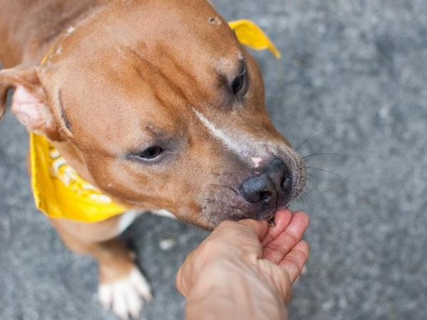 katharineknott's tweet photo. #SaveJUNE #CUTE 2YR #DOG EUTH LIST NYCACC 8/11 $200 #BDayPLEDGE 2 #RESCUE OR #ADOPTER #LOVE
https://t.co/XS22FR2xKZ http://t.co/rYxEmFhSWY