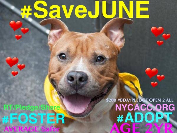katharineknott's tweet photo. #SaveJUNE #CUTE 2YR #DOG EUTH LIST NYCACC 8/11 $200 #BDayPLEDGE 2 #RESCUE OR #ADOPTER #LOVE
https://t.co/XS22FR2xKZ http://t.co/rYxEmFhSWY