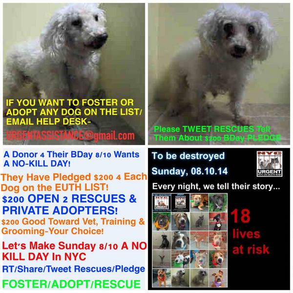katharineknott's tweet photo. #SaveJUNE #CUTE 2YR #DOG EUTH LIST NYCACC 8/11 $200 #BDayPLEDGE 2 #RESCUE OR #ADOPTER #LOVE
https://t.co/XS22FR2xKZ http://t.co/rYxEmFhSWY