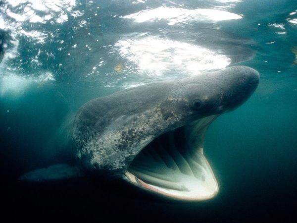 VapeUncle's tweet image. The basking shark is a filter-feeder. #SharkWeek