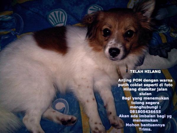 arisanthii's tweet photo. TELAH HILANG

Anjing POM dengan warna putih coklat seperti di foto
Hilang disekitar ja...  http://t.co/AzI21QKmcf http://t.co/nDNYG3GZ2X