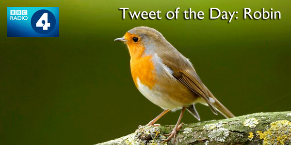 BBCRadio4's tweet image. The autumn song of the Robin is the soundtrack to shortening days. #R4tweet @RSPB bbc.in/1B6iQrO