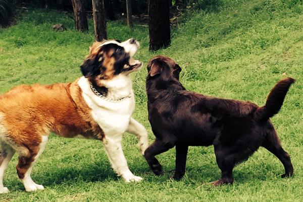 “<a href="/lajosa/">Maria Jose Loyola</a>: Hoy fue un día de perros, jaaaa ” con mi primo #Atun 🐶🐾