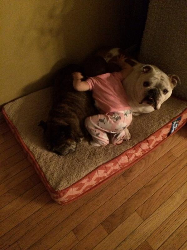 BulliedDog's tweet photo. Dis wut I doin rite now! #doublehug http://t.co/TmACtEOfjN