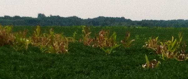 DragoIndiana's tweet image. Let us help you if you have this problem. #everykernelcounts