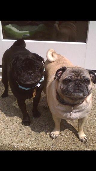 PugFest's tweet photo. My youngest babies❤️ http://t.co/fD6n1Y2Ai9