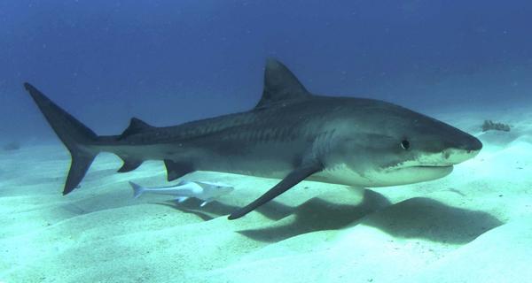 VapeUncle's tweet image. Tiger shark on the prowl! #SharkWeek
