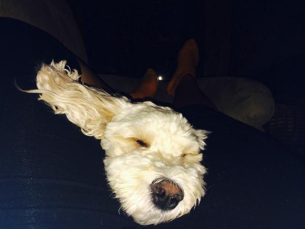 mrserink's tweet photo. #allineedisadog http://t.co/wNICTwmhVd