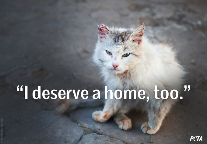 "@peta: ALL cats deserve a loving home.  RT if you agree!  HOW 2 HELP FERAL CATS: http://t.co/EG3dKR6iHC<a class="tags" target="_blank" title="On Twitter" href="/?out=eyJ0eXAiOiJKV1QiLCJhbGciOiJIUzUxMiJ9.eyJpYXQiOjE3MjE1OTIxNzIsImlzcyI6InR3cG9ybnN0YXJzLmNvbSIsIm5iZiI6MTcyMTU5MjE3MiwiZXhwIjoxNzUzMTI4MTcyLCJyZWRpcmVjdF91cmwiOiJodHRwczovL3R3aXR0ZXIuY29tL3BldGEifQ.Bb35X4upledYuaqu1iCcumvxWqcBe0TdjXzH6-Ve7pAKWZgYYslGrYeiW_g5QQDM0G6kAdXU5XC9_7DeOLvlnw">@peta</a><a href="/tag/adoptdontbuy"class="tags"><span>#adoptdontbuy</span></a><a href="/tag/stopanimalhomelessness"class="tags"><span>#stopanimalhomelessness</span></a>
