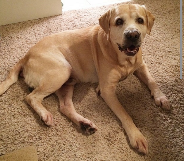 HunterYellowLab's tweet photo. Night y'all ...its been a long and exciting http://t.co/GGBY4UUg2s