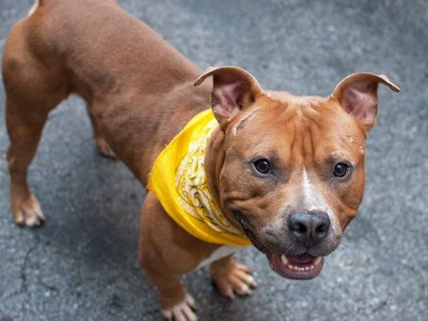 katharineknott's tweet photo. #SaveJUNE #CUTE 2YR #DOG EUTH LIST NYCACC 8/11 $200 #BDayPLEDGE 2 #RESCUE OR #ADOPTER #LOVE
https://t.co/XS22FR2xKZ http://t.co/Ib9Tv9R86g