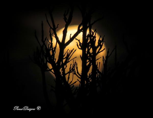 ProudDesigns_'s tweet photo. Beautiful supermoon from Maryland tonight(8-10-14) #supermoon2014 #HuffPostSupermoon #Prouddesigns #SupermoonSunday http://t.co/G5nksZqNJJ