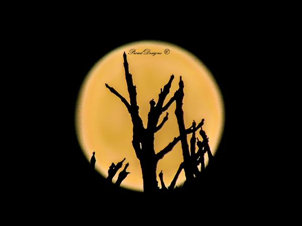 ProudDesigns_'s tweet photo. Beautiful supermoon from Maryland tonight(8-10-14) #supermoon2014 #HuffPostSupermoon #Prouddesigns #SupermoonSunday http://t.co/G5nksZqNJJ