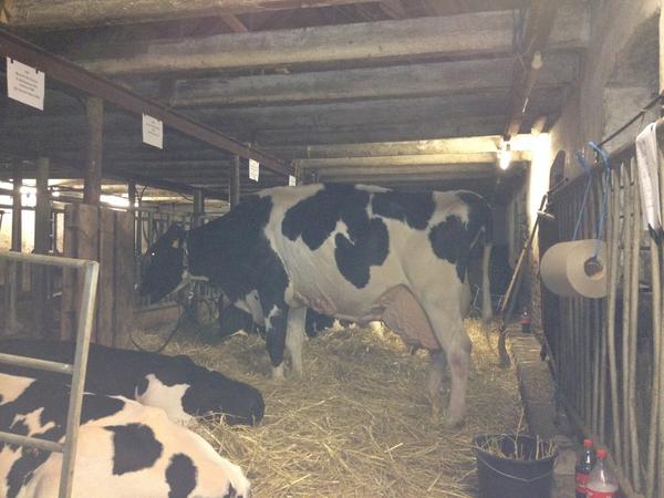 CAH_DierEnVee's tweet photo. Super stage @Bonte-Ko Holstein in Zweden gehad. Wie interesse heeft in de fokkerij van holstein koeien zit hier goed! http://t.co/HFX1Lerovq