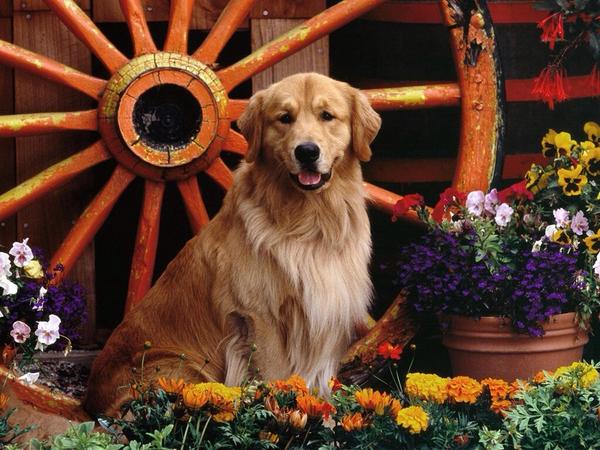 LilyPhillps's tweet photo. I love dogs http://t.co/1LUVRPrI4i