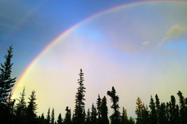 Wild Alaska tweet media