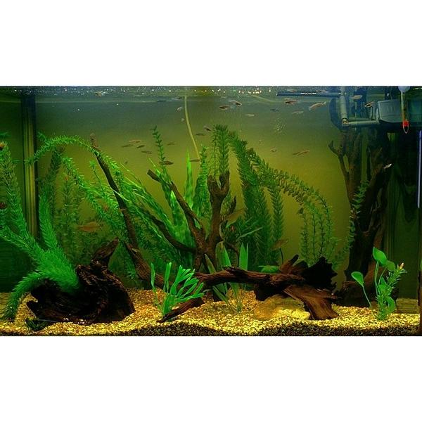 Akvaristan's tweet photo. #akvaristan #aquarium #akvaryum #aquarien #aquascape #nativetank #aquarium #fishtank #silverperch #yabby #driftwo... http://t.co/NFJRCwbF3P