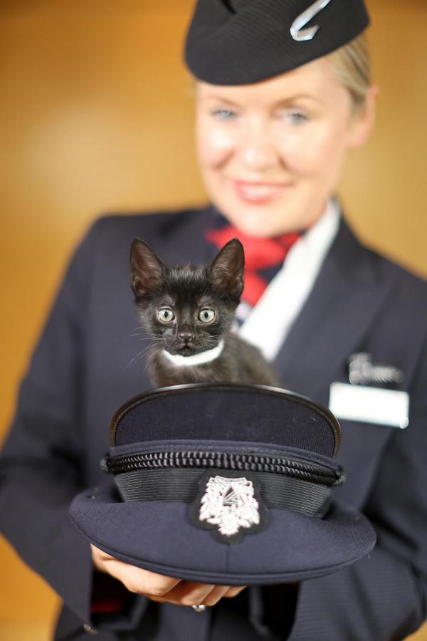 We worked with @BDCH to launch our new Paws &amp; Relax cats &amp; dogs entertainment channel, helping you relax on board