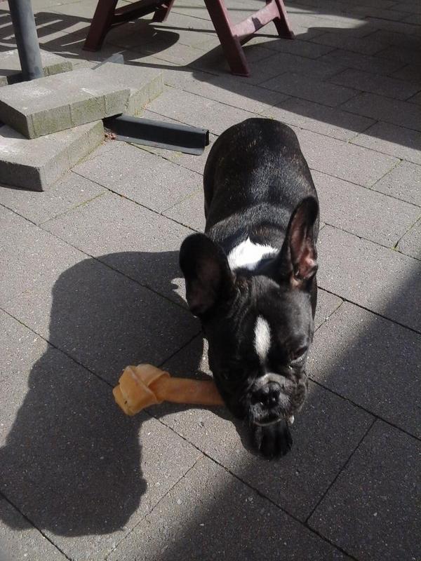 frenchiebilly's tweet image. So happy with his bone♡♥