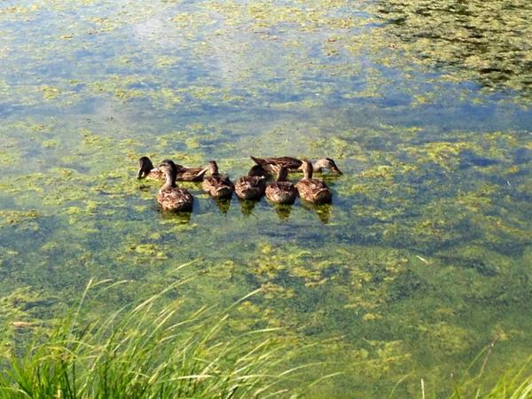 nynola3's tweet image. Careful on #Jones15. The #LOGC family of ducks is growing quickly. @LymanOrchards #LymanOrchards #LymanOrchardsGolf