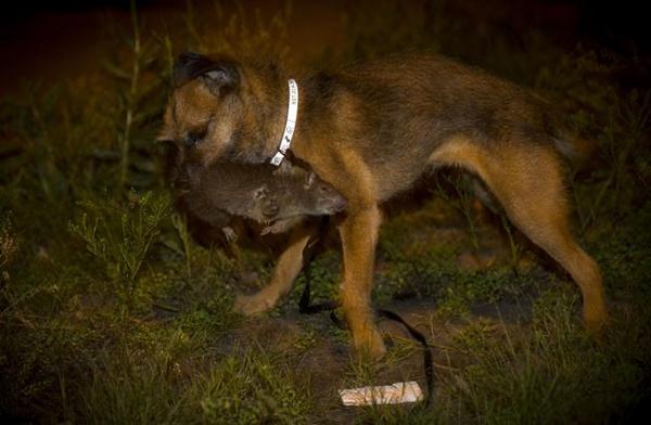 Gato Ninja: Rato gigante, do tamanho de um cão encontrado em Nova York