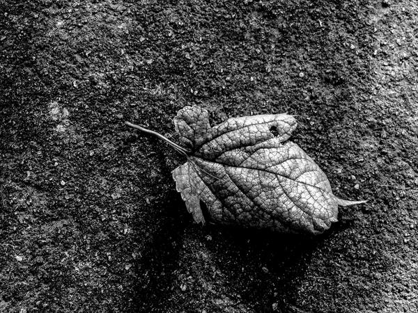 alrocha's tweet image. #hueless @hueless love this app.