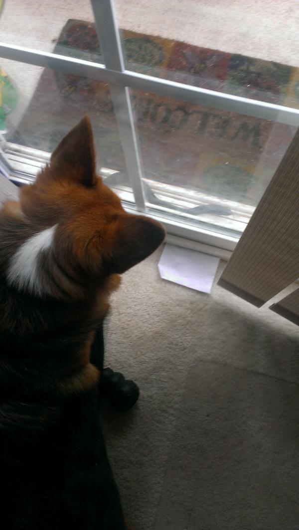 SammyTheCorgi's tweet photo. Just saved the world by scaring away this large and scary snake #Hisssss http://t.co/bL0XbyrcjC